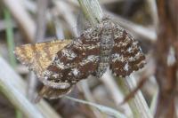 Ematurga atomaria