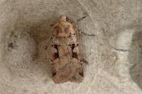 Xestia triangulum