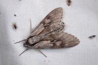 Hyloicus pinastri/maurorum