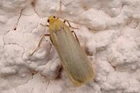 Katha depressa