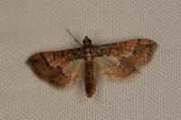 Hydriris ornatalis