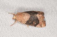 Cosmia trapezina