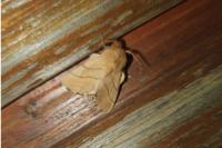 Malacosoma neustria
