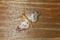 Anania hortulata