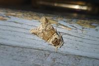 Furcula furcula