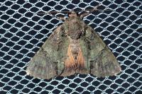 Polyphaenis sericata