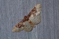 Idaea rusticata