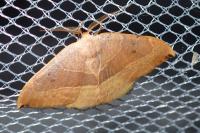 Watsonalla uncinula