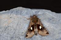 Autographa aemula