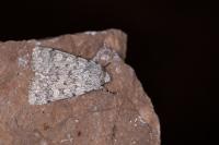 Dichagyris renigera renigera