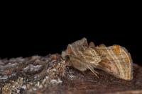 Euchalcia modestoides
