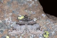 Pareulype berberata berberata