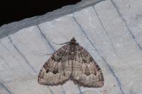Triphosa dubitata