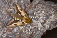 Hyles euphorbiae