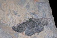 Gnophos furvata