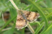 Panemeria tenebrata