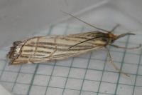 Chrysocramboides craterellus