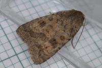 Caradrina morpheus