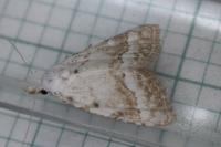 Nola aerugula