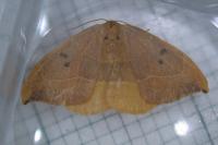 Watsonalla binaria