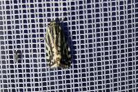 Emmelia trabealis