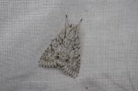 Acronicta aceris