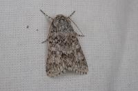 Acronicta euphorbiae