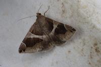 Dysgonia algira