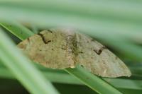 Macaria wauaria