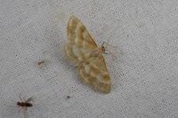 Idaea circuitaria