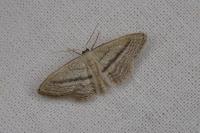 Idaea mediaria