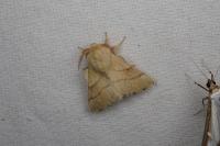 Malacosoma castrense