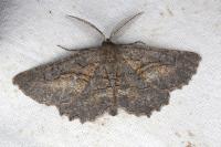 Nychiodes notarioi
