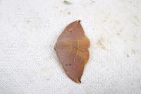 Watsonalla uncinula