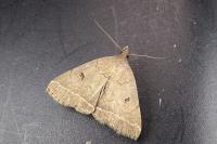 Zanclognatha lunalis