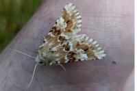 Eremobia ochroleuca