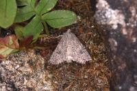 Anarta trifolii