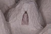 Pachycnemia hippocastanaria hippocastanaria