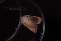Noctua janthe