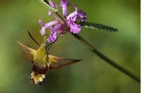 Hemaris fuciformis