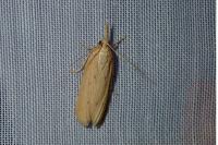 Ematheudes punctella