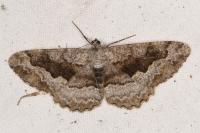 Alcis repandata