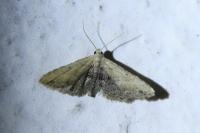 Araeopteron ecphaea
