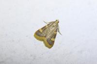 Hypsopygia costalis