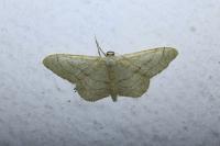 Idaea aversata