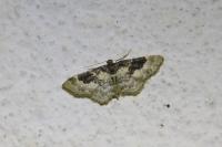 Idaea rusticata