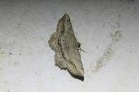 Chiasmia aestimaria