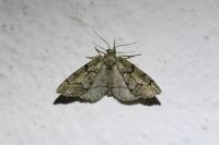 Tephronia sepiaria