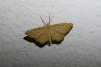 Idaea ochrata