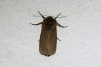 Phragmatobia fuliginosa